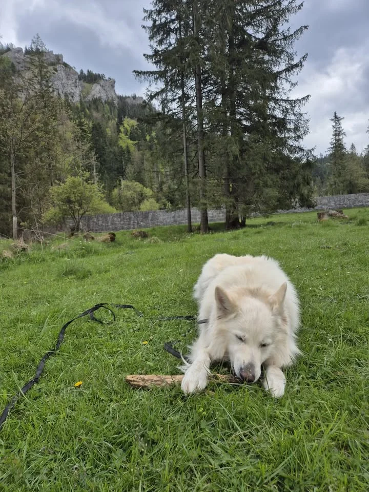Grafika promocyjna wydarzenia Kompas - wyznacz swój kierunek! — warsztaty inspirowane naturą