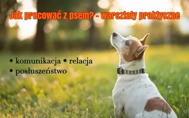 Grafika promocyjna wydarzenia Warsztaty z psem: komunikacja, relacja i posłuszeństwo — konsultacje na żywo @tylkodobrepsy