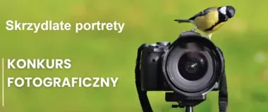 Ptaki w obiektywie. W Gnieźnie rusza konkurs Skrzydlate portrety
