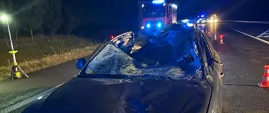 Łoś na drodze S5. Trzy osoby trafiły do szpitala po zderzeniu